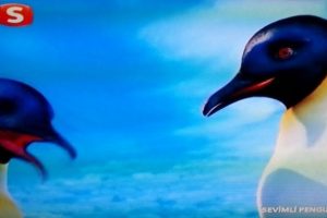 Samanyolu TV'de Sevimli Penguen'ler