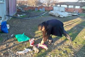 Malkara'da kedi ve k&ouml;pek katliamı