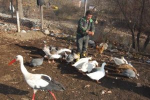 Leylek, &ouml;rdeklerle k&uuml;meste yaşıyor