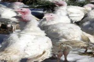 Bu yıl hindi fiyatları ne kadar?