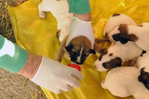 Sokak'ta kalan k&ouml;peklere belediye sahip &ccedil;ıktı