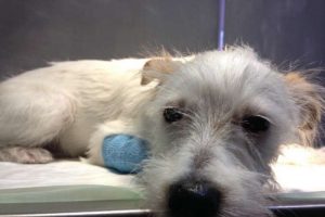7 aylık k&ouml;pek dikiş iğnesi yuttu