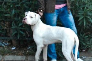 Bursa'da yetiştirilmesi yasak olan k&ouml;pek dehşet sa&ccedil;tı