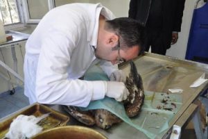 Yaralı kartala yardım eli