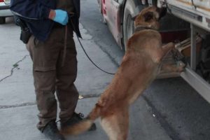 120 kilogram esrarı Nil buldu