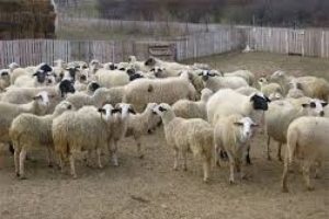 Bursa'da hayvan hırsızlığı
