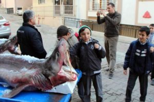 Ağlara takılan iki k&ouml;pek balığı şaşırttı