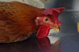 Kuş gribi geri mi d&ouml;n&uuml;yor?
