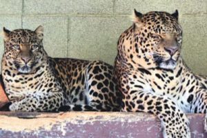 Canlı leopar yakalayana validen sıfır otomobil!
