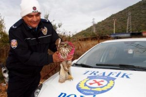 Yaralı şahini polis kurtardı