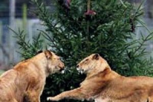 Aslanlara &ouml;zel Noel ağacı...