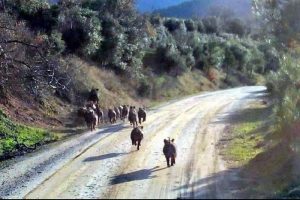 Dikkat domuz &ccedil;ıkabilir