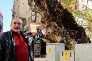 Balbey'deki anıt ağa&ccedil; can &ccedil;ekişiyor