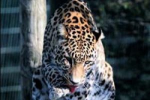 Bursalı 3 kardeş leopara bakıyor!