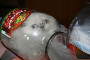 Kavanozdaki kedi başını yedi!
