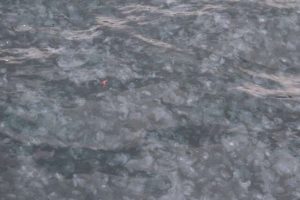 İstanbul Boğazı'nı deniz anası bastı