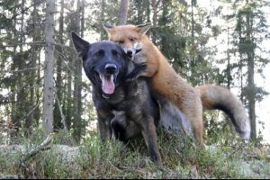 Tilki ile k&ouml;pek dost olursa...