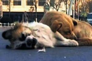K&ouml;pekten vefa