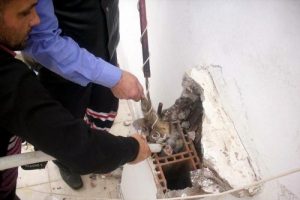Kedi kurtarma operasyonu
