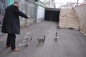 Esnaftan sokak kedilerine şefkat