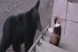 Kedi ayıyı b&ouml;yle korkuttu