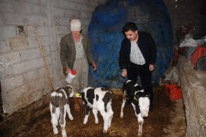 &Ccedil;ift&ccedil;iye &uuml;&ccedil;&uuml;z buzağ s&uuml;rprizi