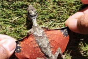 Ağzından ateş sa&ccedil;an ejderha ger&ccedil;ek mi?