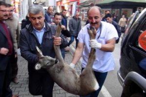 K&ouml;peklerin saldırısından ka&ccedil;arken...
