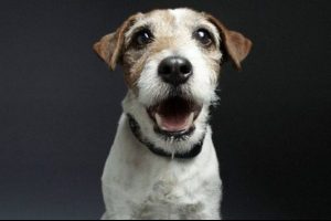 Artık k&ouml;pekler de konuşacak