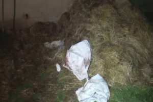 Arkadaşını &ouml;ld&uuml;rd&uuml;, bir cinayeti de itiraf etti