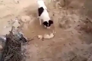 Anne k&ouml;pek, yavrusunu b&ouml;yle g&ouml;md&uuml;