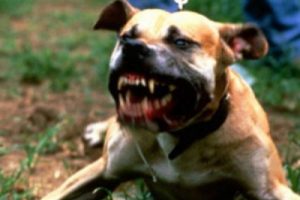 &Ccedil;ırıl&ccedil;ıplak soyup k&ouml;peklere yedirmiş!