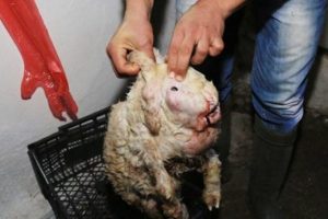 Tavşan y&uuml;zl&uuml; kuzu g&ouml;renleri şaşırttı