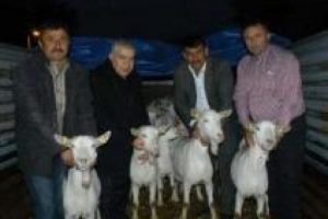 Dağ k&ouml;yleri Saanen ke&ccedil;ileri ile kalkınacak