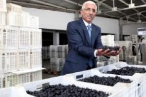 Marmarabirlik, &uuml;r&uuml;n alımlarını sonlandırıyor