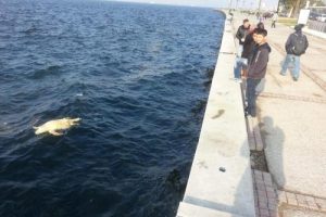 &Ouml;l&uuml; caretta caretta kıyıya vurdu