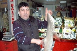 Hamsi ağına k&ouml;pekbalıkları takıldı