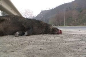 ''Karadeniz'i y&uuml;zerek ge&ccedil;tiler''