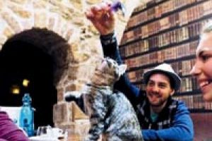 Rezervasyonla kedi seviyorlar