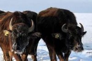 Şimdi de mandalar buz tuttu!