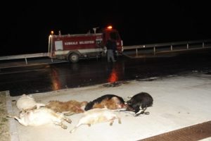 Otomobil s&uuml;r&uuml;ye &ccedil;arptı: 13 hayvan telef oldu