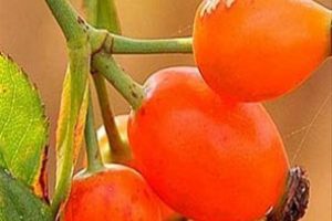 C vitamini zengini