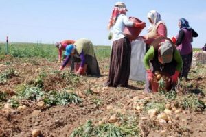 Patatesin 5 lira olmasını bekliyorlar