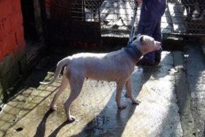 K&ouml;peğe el konuldu sahibine ceza verildi
