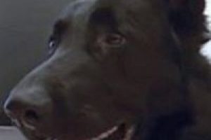 63 bin TL'lik tek taş y&uuml;z&uuml;ğ&uuml; k&ouml;pek yuttu