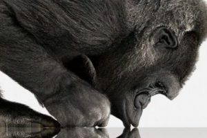 Gorilla Glass işi b&uuml;y&uuml;tt&uuml;!