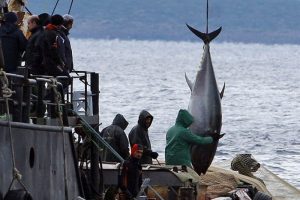 Balık&ccedil;ının ağına 100'er kilogramlık &uuml;&ccedil; orkinos takıldı
