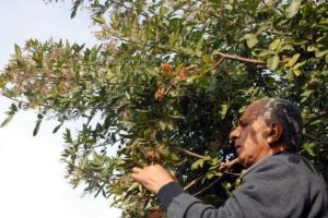 Şifayı Brezilya'da değil Fethiye'de arayın