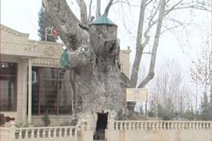 Asırlık &ccedil;ınarın i&ccedil;inde bakın ne var ?