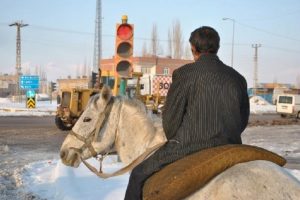 Bu at trafik kurallarına uyuyor!